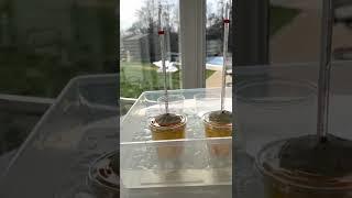 Thermal Properties: Part 5 (Felt)