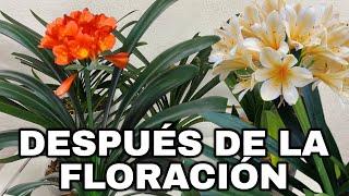 Que Hacer DESPUES De La FLORACIÓN De CLIVIA ( CLIVIA MINIATA )