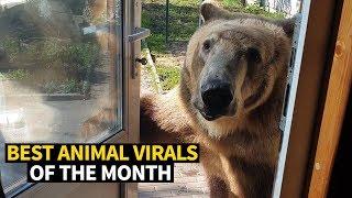 Top Viral Animal Videos - May 2019