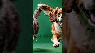 dog green screen video#animation #greensreen #shortsvideo #viralvideo