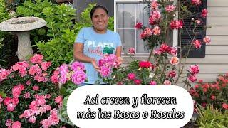 ASÍ CRECEN Y FLORECEN MÁS LAS ROSAS o Rósales con flores todo el tiempo