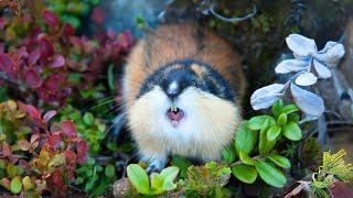 Lemming  The Unexpected Fury Of These Tiny Creatures!