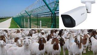 GOAT FARMING: HOW TO SECURE YOUR FARM FROM EXTERNAL THREATS/ THIEVES: VLOG 113.