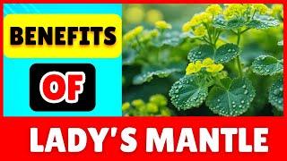 UNLEASH THE HEALING POWER! Top 10 Health Benefits of Lady's Mantle