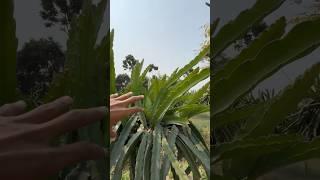 Dragon Fruit Poudha Kii pruning #shorts #minivlog #dragonfruit #agriculture #farmingvlog #aftabvlog