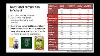 7 Opportunities for the perennial grain Kernza® - What it is and how it is grown