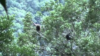 Gibbon in Karen State