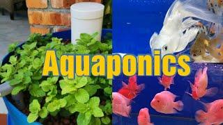 How To build easy and cheap Aquaponic Barrel System at home