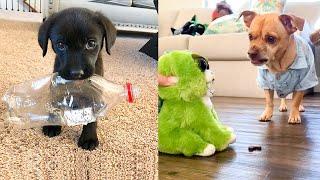 Dog Reaction to Playing Toy - Funny Dog Toy Reaction Compilation