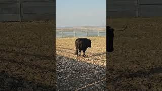  TORO BRAVO EN LA GANADERÍA