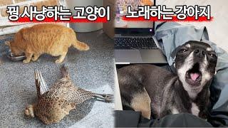 대한민국에 딱 하나있는 반려동물들ㅋㅋㅋㅋㅋ [반려동물 자랑대회6]