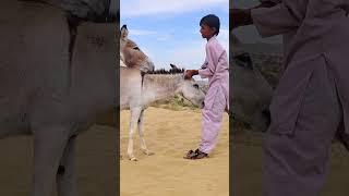 A person will help a donkeys |#animallover #youtubeshorts #shortsfeed