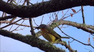 Grey-headed Bushshrike playing with a hairy caterpillar