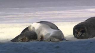 wildlife rocks