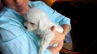 Bichon Frise 8 Week Old PUPPY