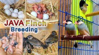 Java Finch Breeding | Eggs lying to hatching full breed full video