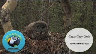 Meet the Great Grey Owls: Phantom of the North  #owls