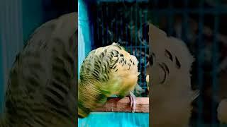 Parrot Gwalior #birds #budgies #cute #parrot #shortsfeed #shortvideo #shorts #short #ytshorts #love