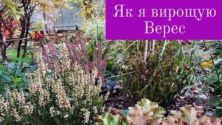 ВЕРЕС ВІЧНОЗЕЛЕНИЙ БАГАТОРІЧНИК,МОЯ ІСТОРІЯ ЗНАЙОМСТВА З НИМ.