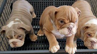 Mini English Bulldog Puppies For Sale️