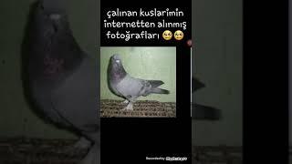 ÇALINAN KUŞLARIMI SİZE GÖSTERDİM (ÇOOOOK MORALİM BOZUK INŞALLAH GELİRLER )