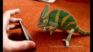 Прикол с Хамелеоном / Funny Chameleon with iPhone 2G