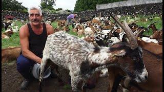 Ordenha De Cabras - Milking 200 Goats In Terceira Island John's Farm