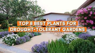 Top 8 Best Plants for Drought Tolerant Gardens ️ // PlantDo Home & Garden