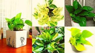 MONEY PLANT VARIETIES - Plants Weekly