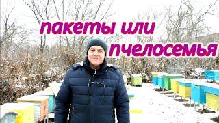 Что купить, - пакет или пчелосемью?