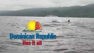 Whale Watching in Samaná  | Go Dominican Republic