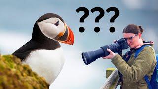 The best location for PUFFINS in the UK? (Bempton Cliffs)