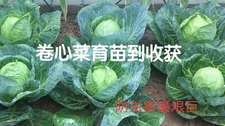 种卷心菜（包菜、高麗菜）/防虫方法/防开裂/育苗到收获全过程