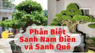 Phân biệt sanh nam điền và sanh quê | Nhà Vườn Thành Nam