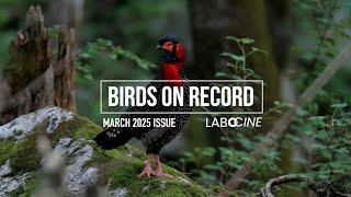 BIRDS ON RECORD - Labocine March 2025 Issue Trailer