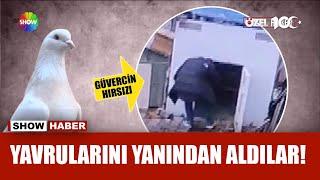 Cenazeye geldiler, güvercin çaldılar!