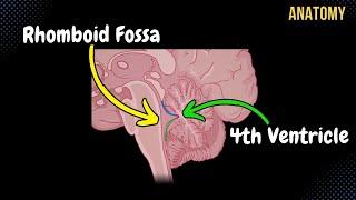 Structures of the 4th Ventricle and the Rhomboid fossa (+ Cranial Nerves) + QUIZ