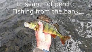 In search of perch: Fishing from the bank