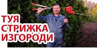 Стрижка изгороди из туи. Советы после 10 лет.