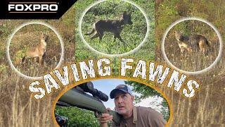 Saving Deer Fawns - Coyote Hunting