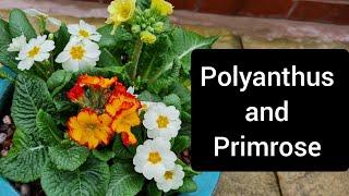 Creating a colourful Spring Display of Polyanthus and Primrose - Container Gardening