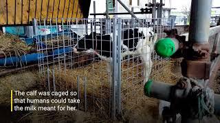 Inside a Dairy Nightmare: Cruelty to Cows Exposed