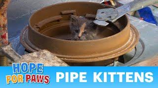 Most STRESSFUL rescue EVER!  When a kitten rescue goes wrong!!!  #kittenrescue