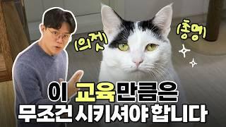 수의사가 추천하는 고양이 교육‍