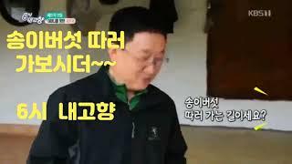 송이버섯 채취, 6시 내고향 // 봉화임협 송이산 촬영 협조