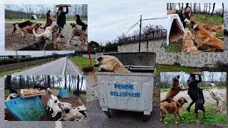 Stray dogs rummaging through garbage bins on the highway due to hunger.