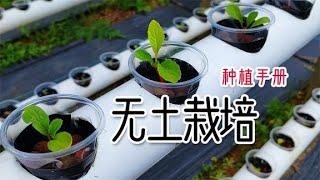 水培种菜具体怎么种？催芽、育苗、定植，营养液，教你一步到位！【泡泡的梦想家园】