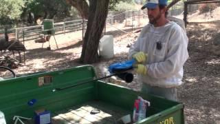 Powdered Sugar Mite Treatment with Bellows