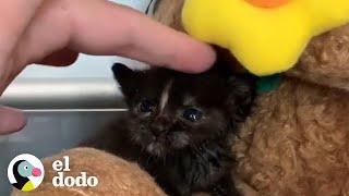 Pareja que iba a una cita terminan rescatando un gatito | El Dodo