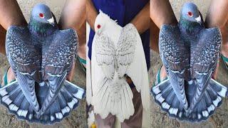 Fancy pigeon breeds | Different types of pigeons collection | fancy pigeon loft | Indian pigeon